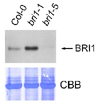 BRI1 | Brassinosteroid insensitive 1 in the group Antibodies Plant/Algal  / Hormones / Brassinosteroids/regulation at Agrisera AB (Antibodies for research) (AS12 1859)